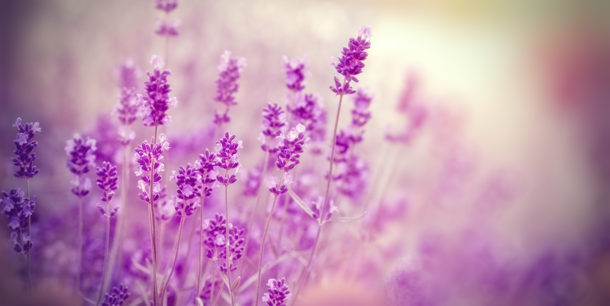 wild growing lavender